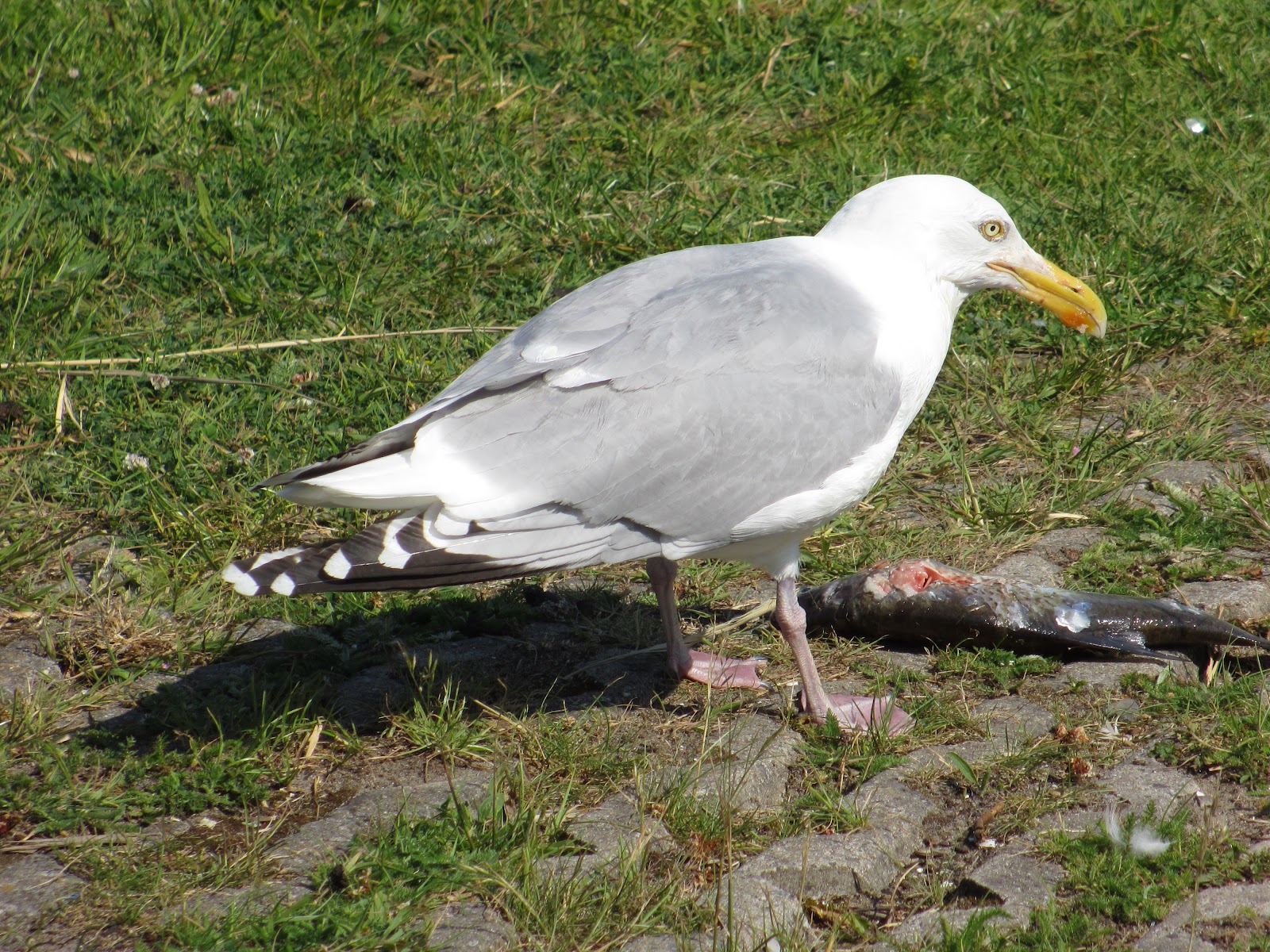 Cannundrums European Herring Gull