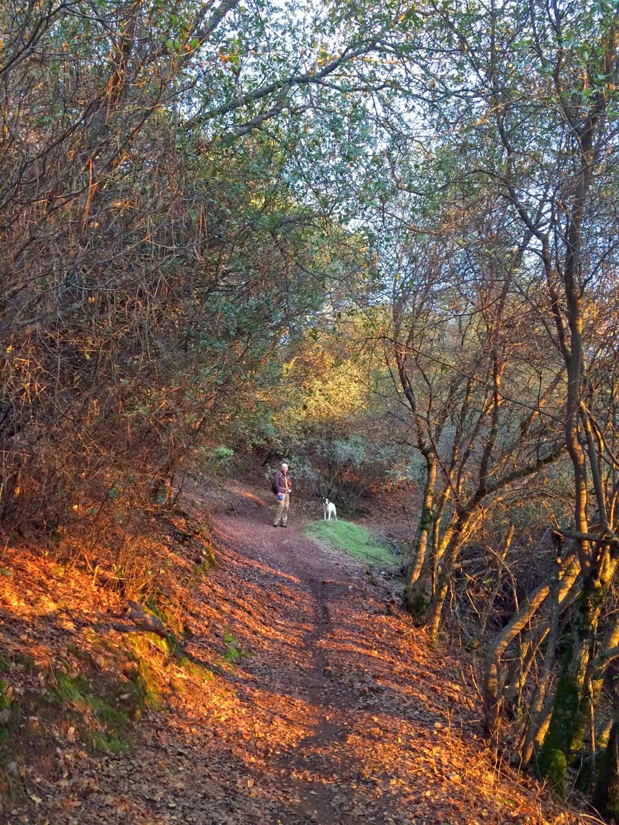 Melles Welt SRA Foresthill Divide Loop Trail