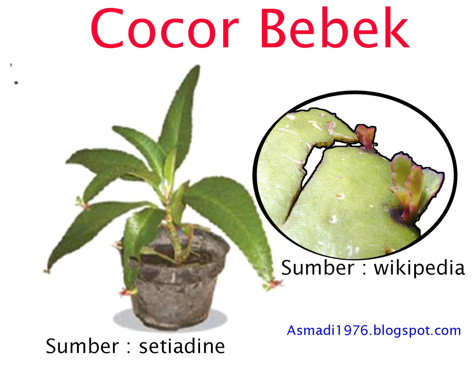Reproduksi Vegetatif Tumbuhan Angiospermae POJOK IPA