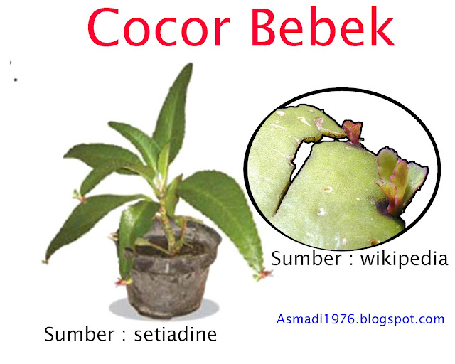 Reproduksi Vegetative Tumbuhan Angiospermae - ASMADI