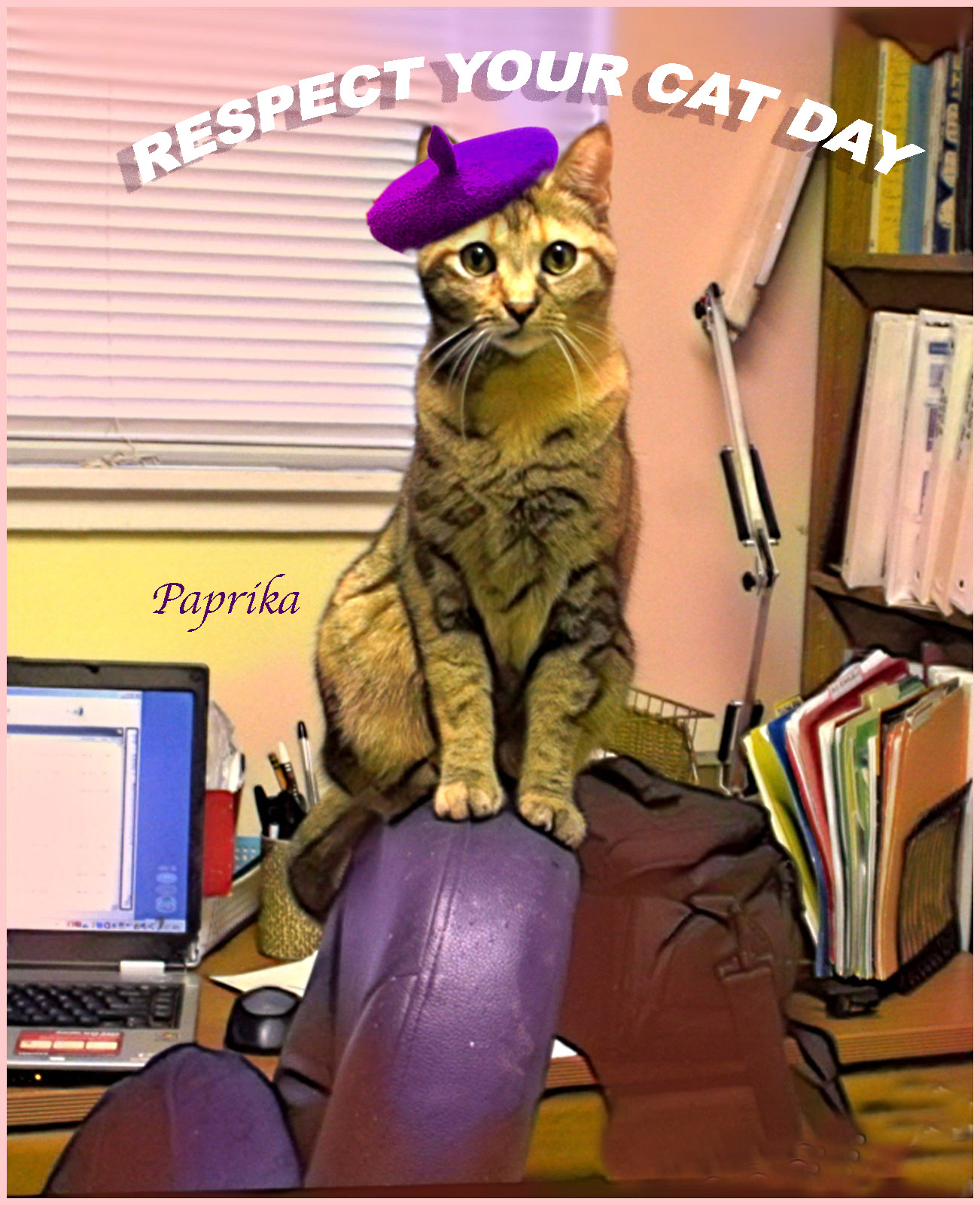 Peaches and Paprika 7 Ways to Respect Your Cat today!