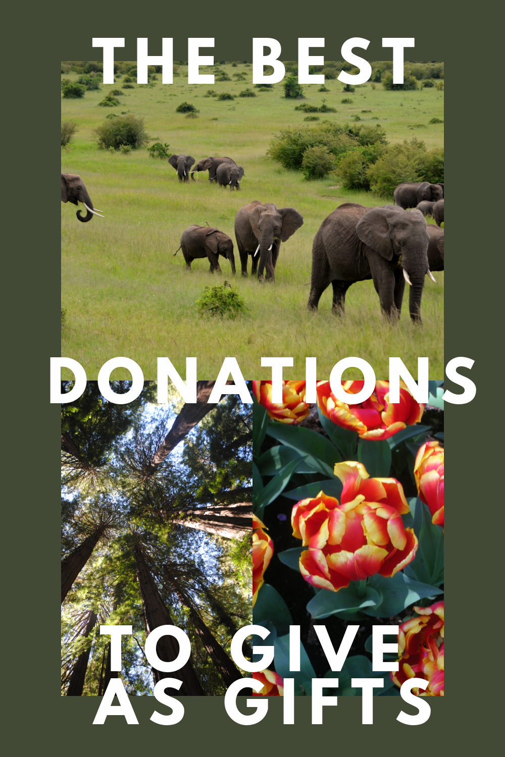 Can Donations Make for Good Gifts? Sunshine Guerrilla