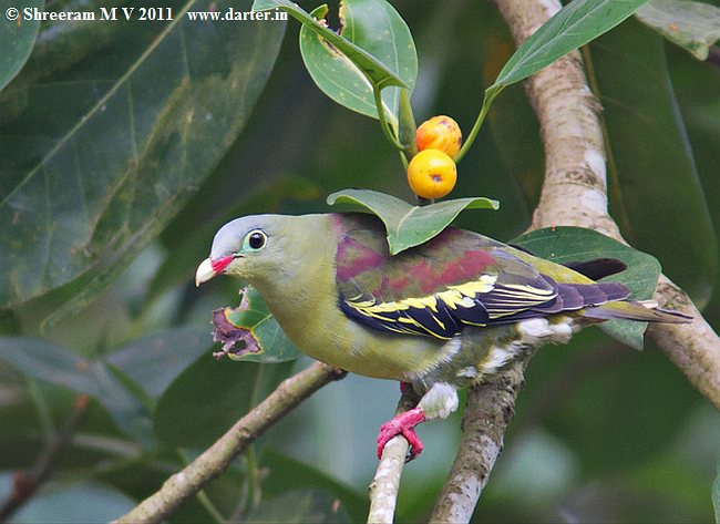 Jenis Jenis Burung Punai Dan Keunikanya Sangkarlapis