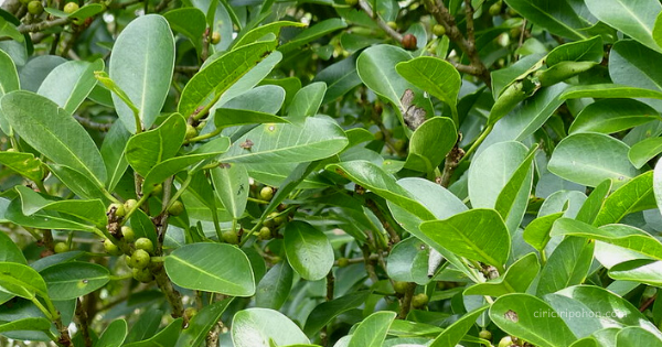 Ciri Ciri Pohon Ara Jejawi (Ficus retusa) Di Alam Liar