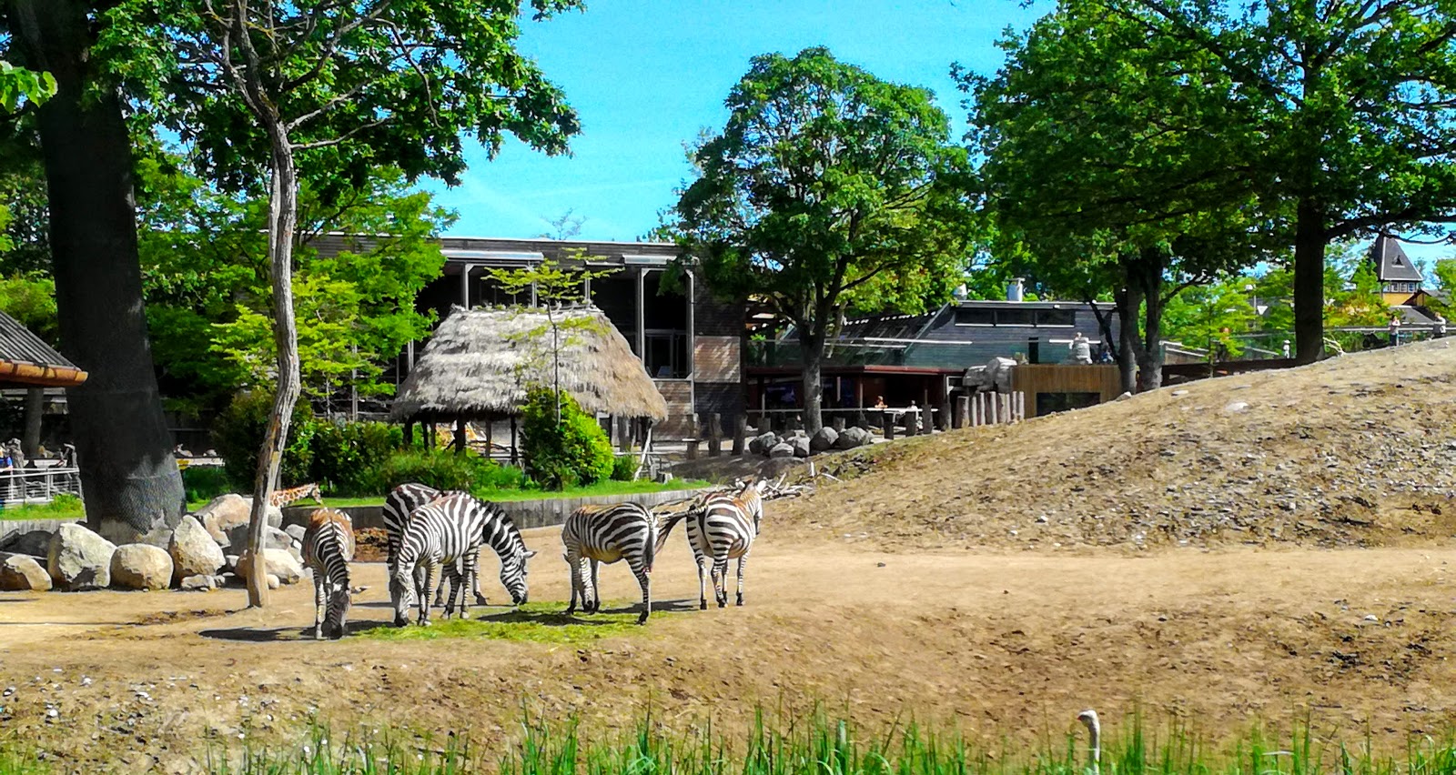 Valby og København, før og nu: Savannen i Zoo juni 2019