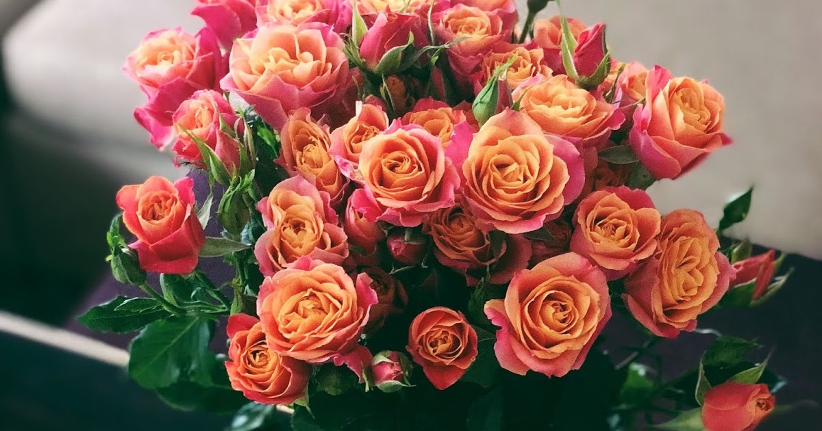 رمزيات وردة حمراء من تصويري