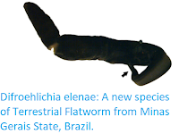 https://sciencythoughts.blogspot.com/2019/01/difroehlichia-elenae-new-species-of.html