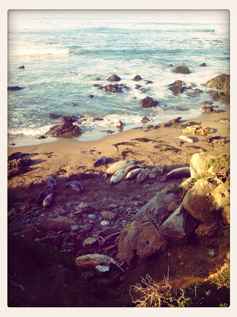 Elephant seals