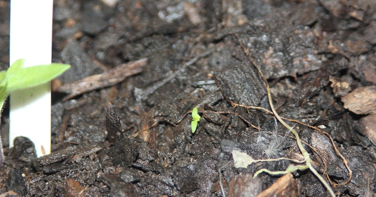 Mudflower Days to Maturity raspberries from seed