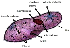 Pengertian Ciliata  Ciri Ciri Klasifikasi Peranannya 