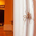 Why We Shouldn't Kill Spiders In Our Houses, According To Entomology