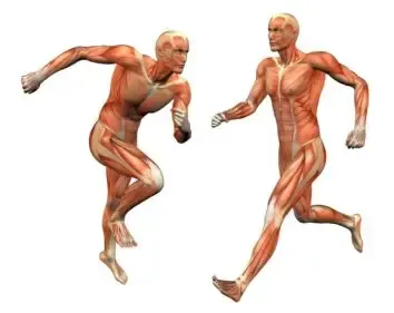 العضلات في جسم الأنسان