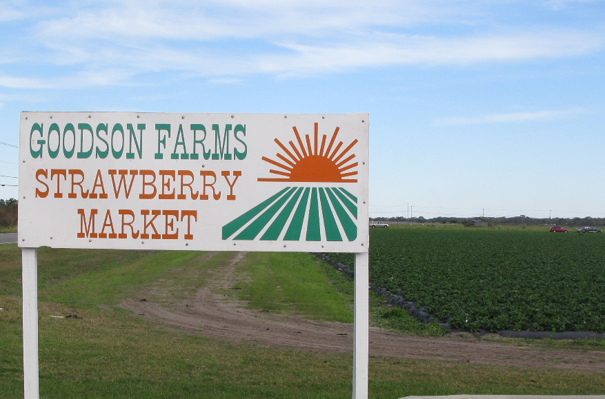 Table Scraps Strawberry season in full swing at Goodson Farms