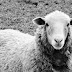 Ζωντανό πρόβατο ανάμεσα σε 12 νεκρά κοστίζει 30.000 Ευρώ σε παραβάτη!