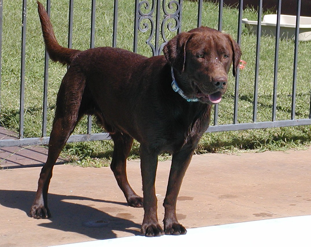 Male Chocolate Lab for Sale