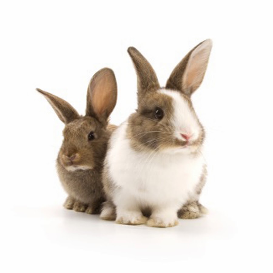 Zoe's Morning Pages 20132015 Day 96 TWO RABBITS WALK INTO A BAR...