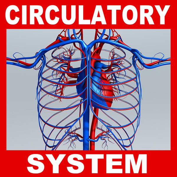 CIRCULATORY SYSTEM