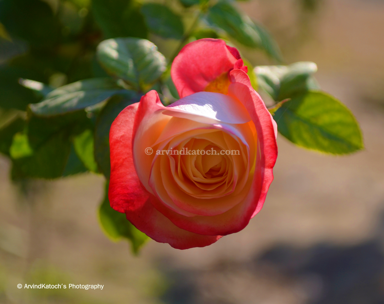 HD Picture Beautiful Rose Bud in White Red Colour Combination