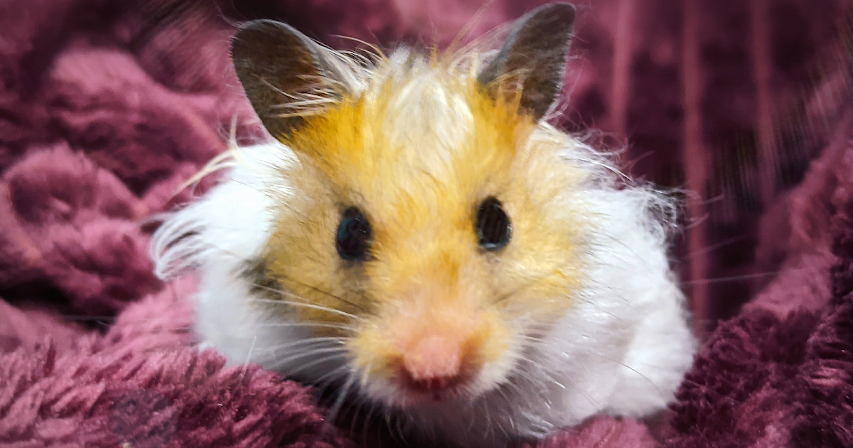 100 Names for Pet Hamsters