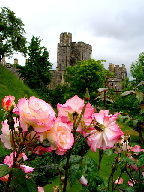 blooming roses photograph on English royal property