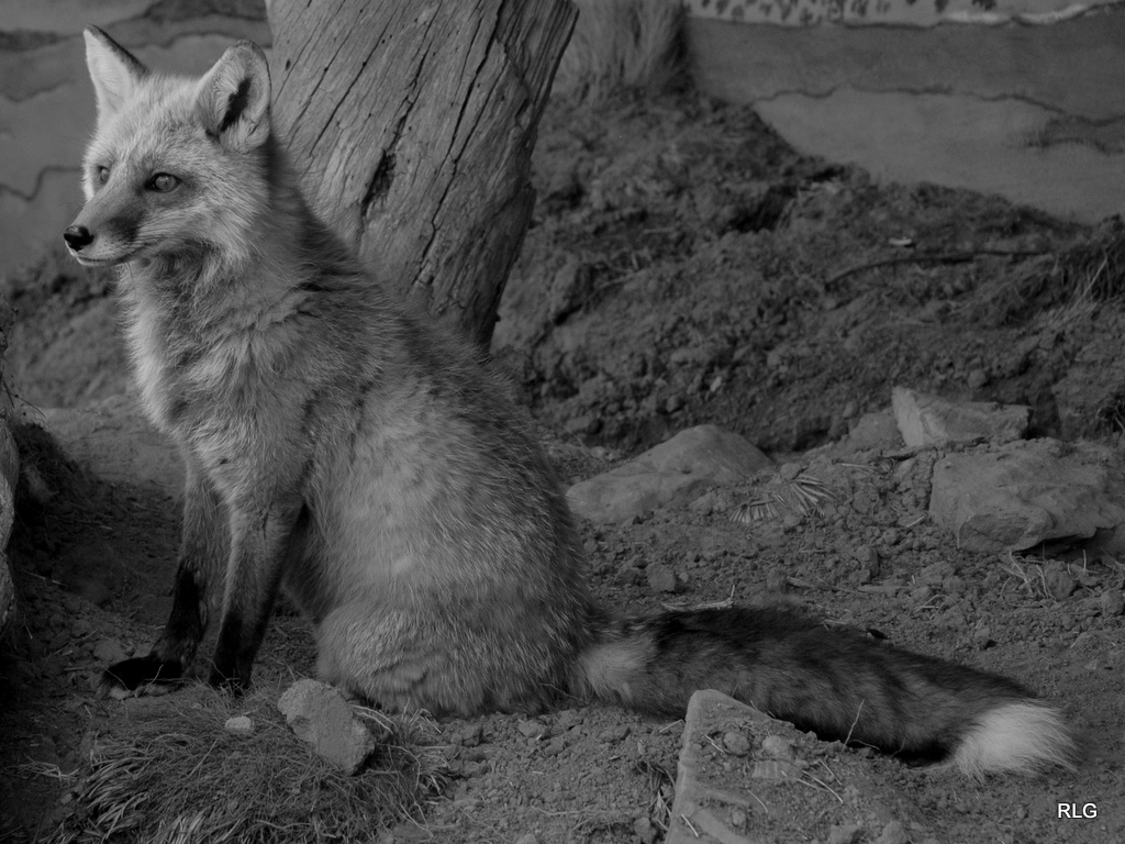 Rachel's Adventures Wolves in New Mexico