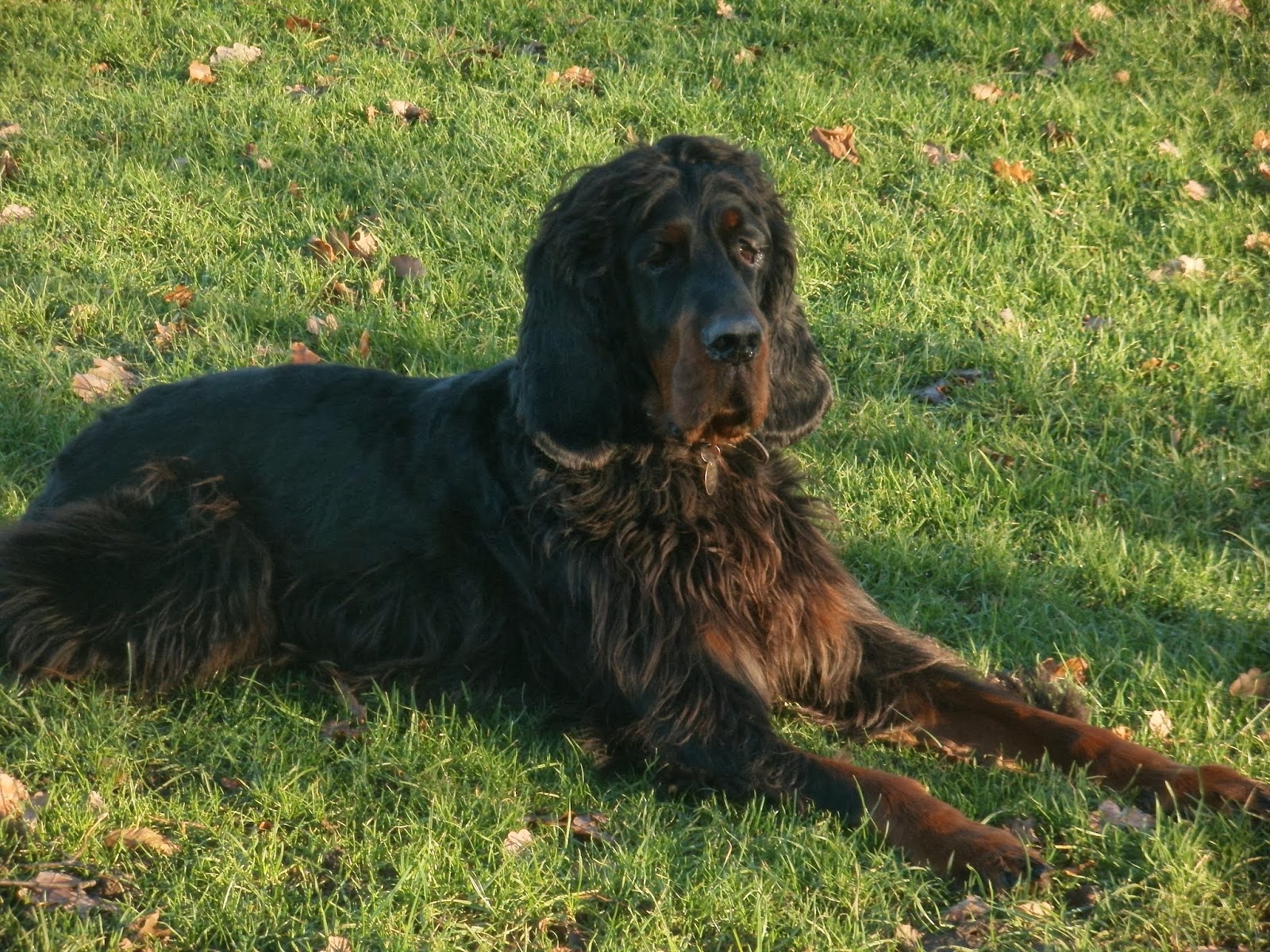 A Breath of Fresh Air Norton Dog