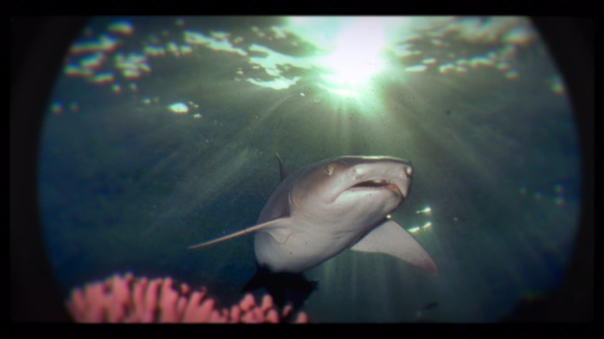 Playing With Sharks 2021 1080p X264 Dual Identi
