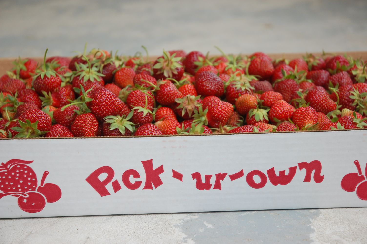 My Homemade Iowa Life UPick Strawberries