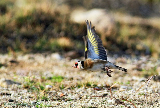 صور جميلة لطائر الحسون