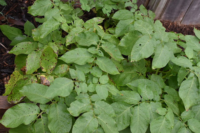 Growing Red potatoes- leaves turning yellow, ready to harvest