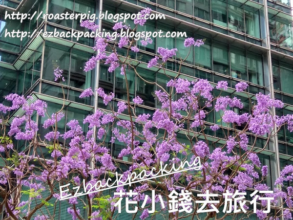 2021年香港藍花楹+6月17日開花情報+賞花好去處