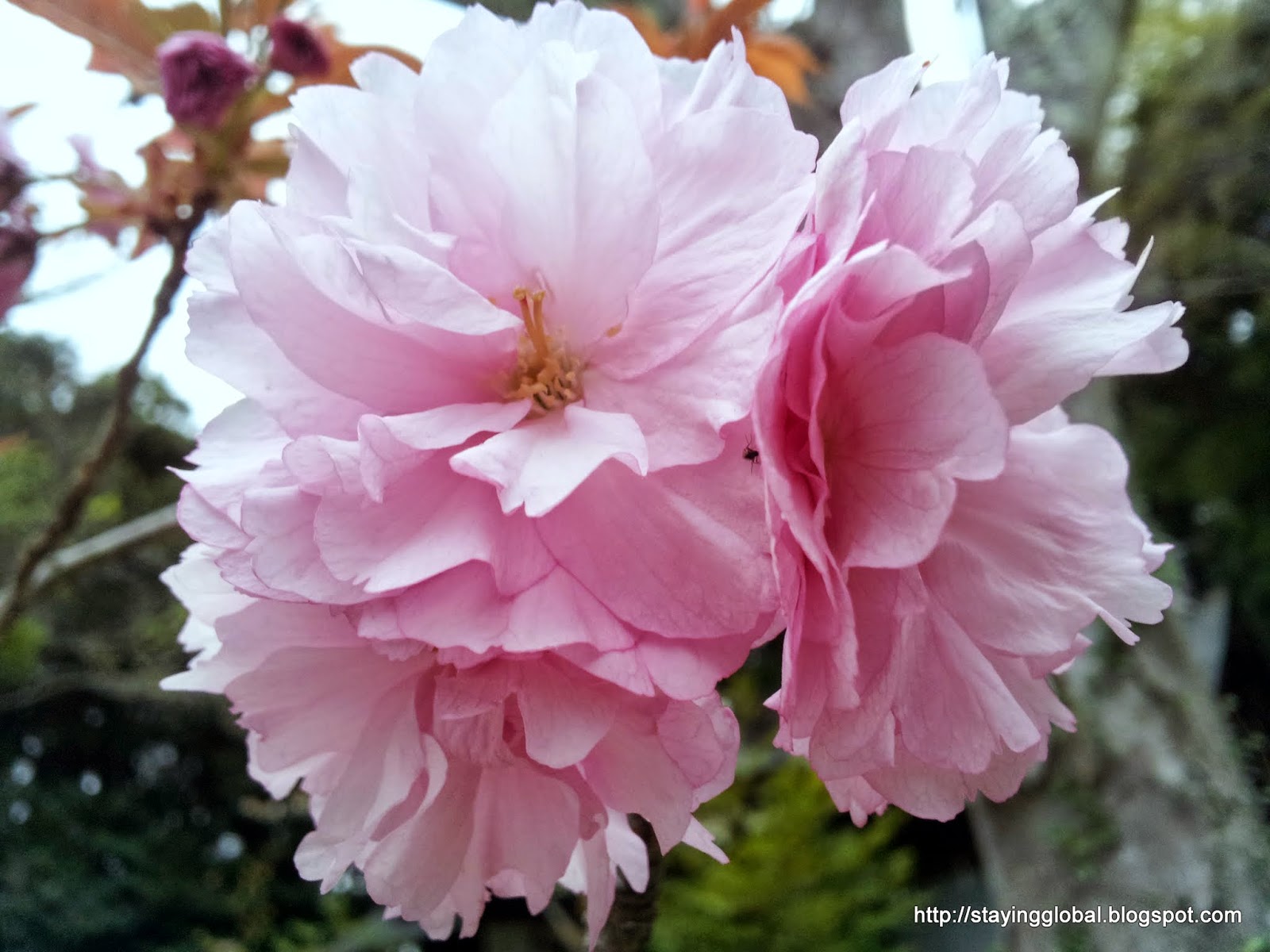 A Global Life Cherry Blossom The different kinds