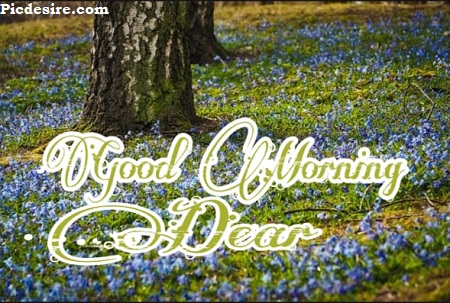 Good Morning Dear | 30 Good Morning My Dear Images Good Morning Dear | 30 Good Morning My Dear Images
