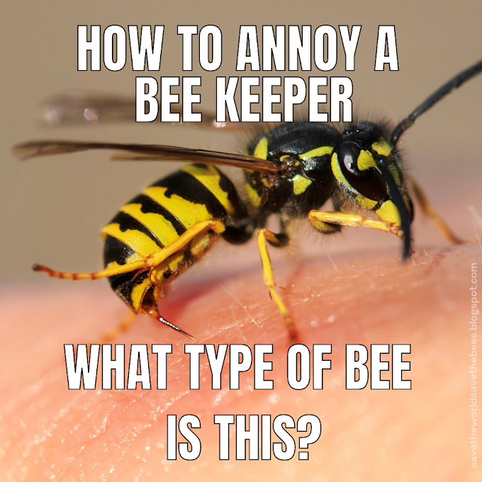 Funny Memes For Bee Keepers