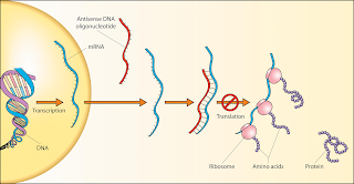 Anti anlamlı DNA ipliğinin protein çevrimini nasıl engelleyebildiğinin şeması.
