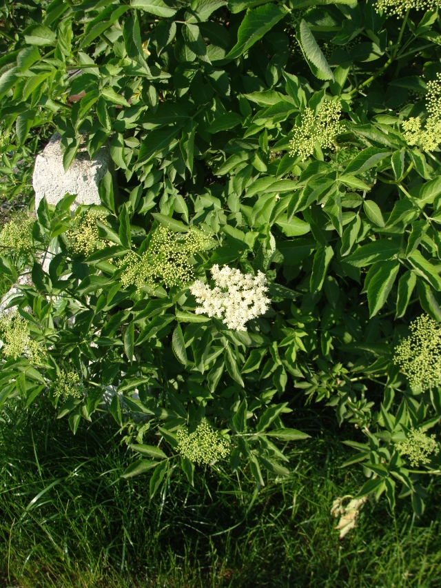 © Mein Waldgarten: Weisser Holunder