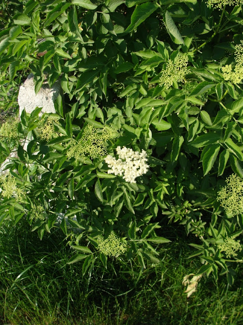 © Mein Waldgarten: Weisser Holunder