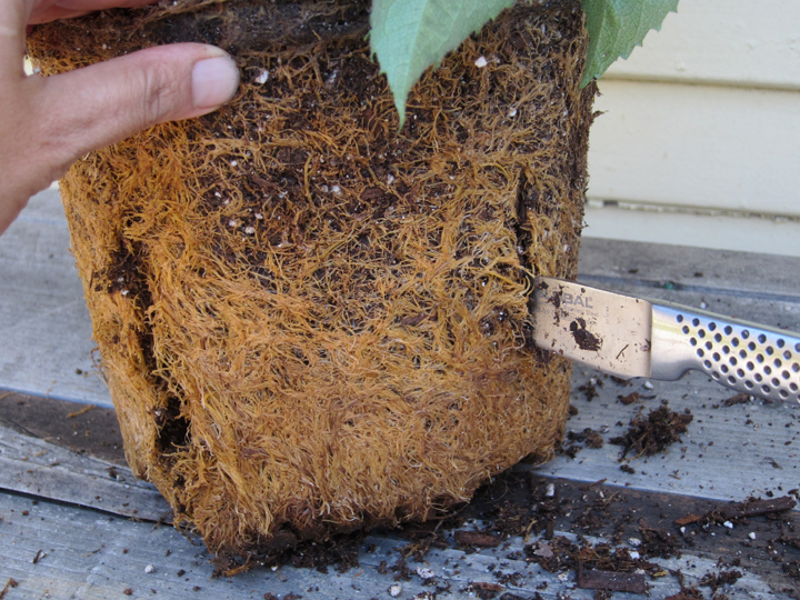 Rachel the Gardener How to retrieve a potbound plant.