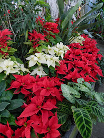 Red white poinsettias Allan Gardens Conservatory Christmas Flower Show 2014 by garden muses-not another Toronto gardening blog