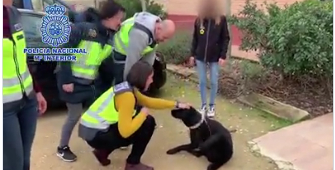Primeras imágenes tras el rescate de la perra de asistencia Pocahontas por la policía  Ver vídeo