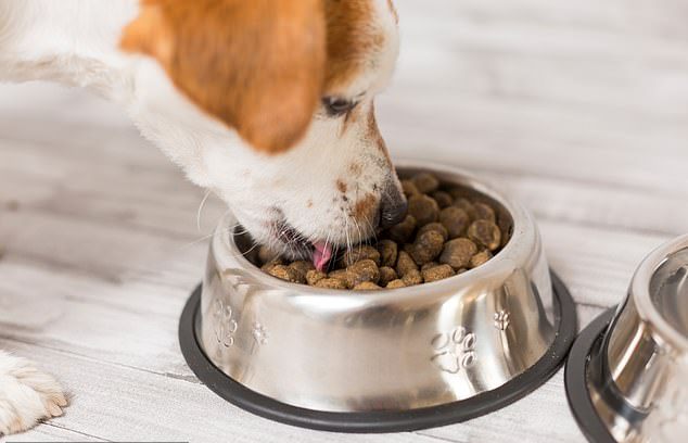Performance Dog Raw Pet Food May Pose Salmonella Threat: FDA