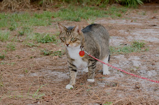 Enséñale a tu gato a caminar con correa