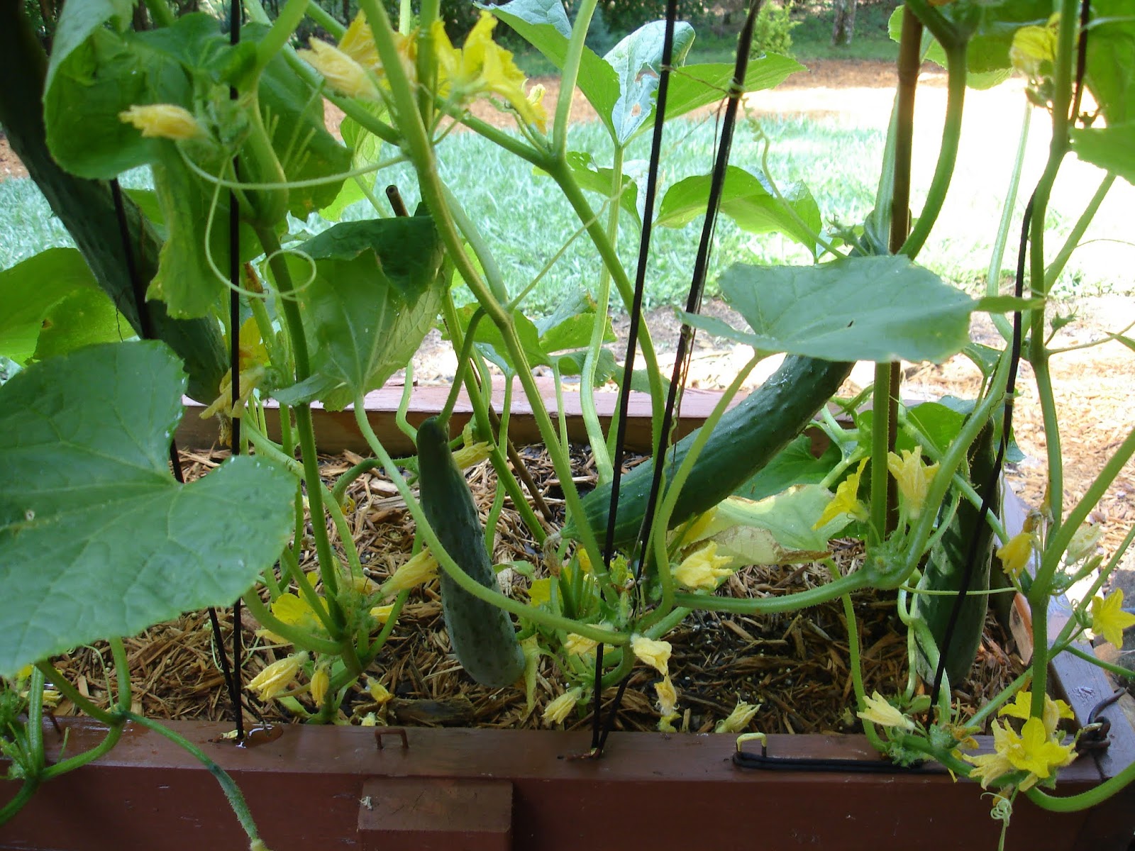Blue Starr Gallery Burpless Cucumbers