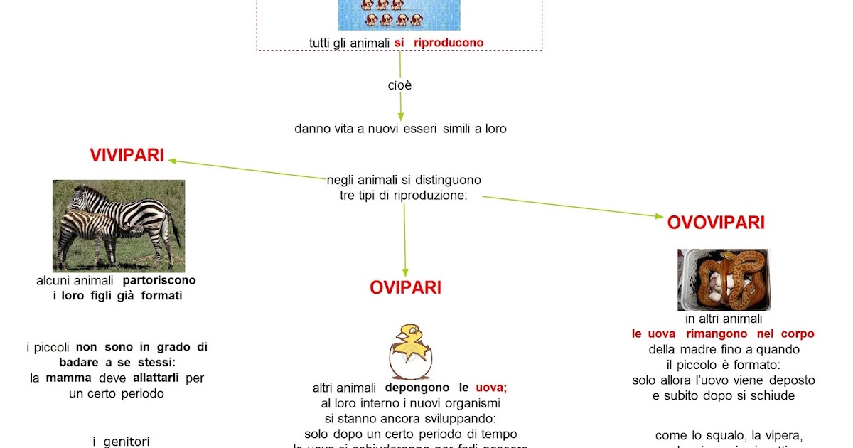 Paradiso delle mappe Gli animali si riproducono Paradiso delle mappe Gli animali si riproducono