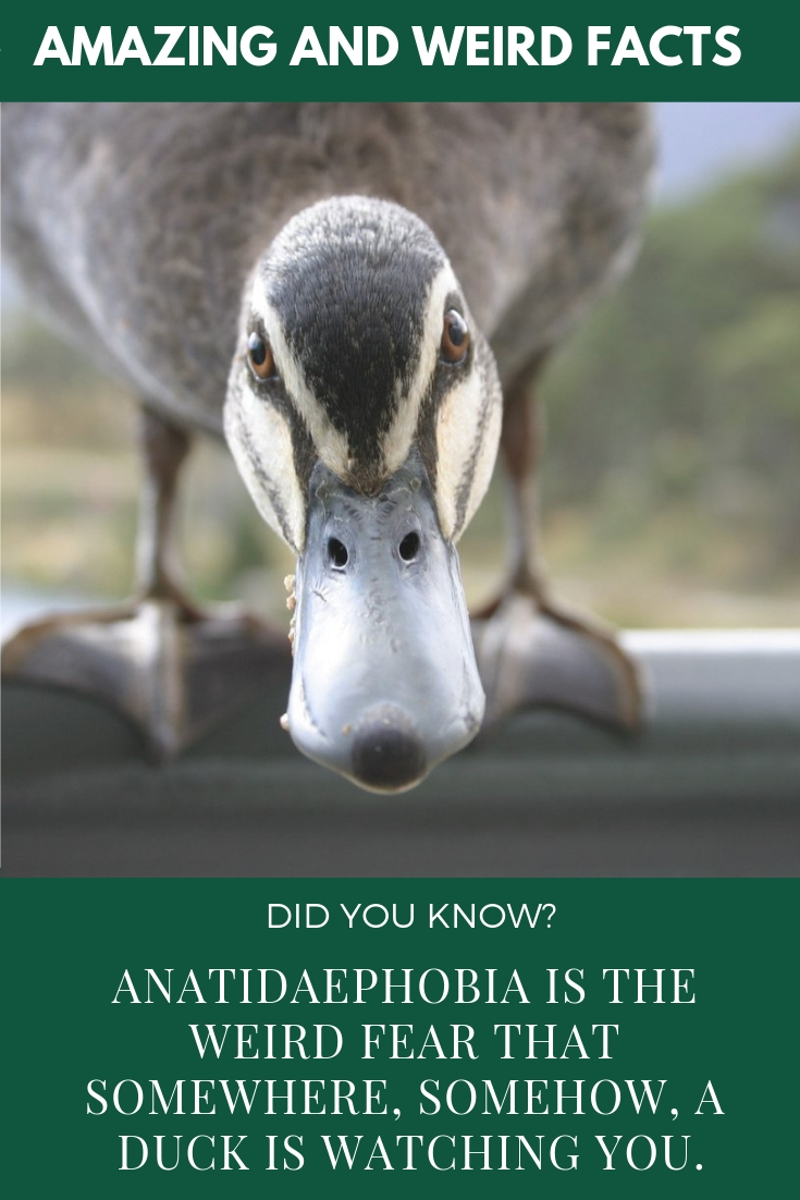 Anatidaephobia is the weird fear that somewhere, somehow, a duck is