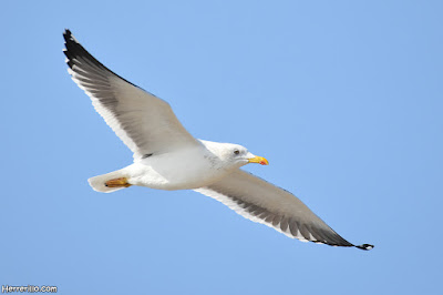 Gavià fosc (Larus fuscus)