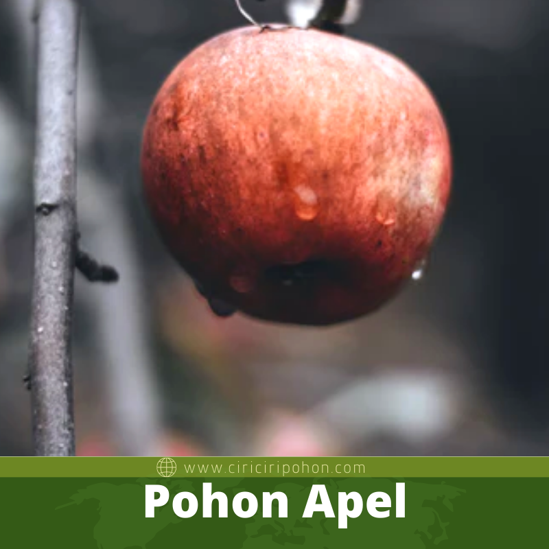 Pohon Apel