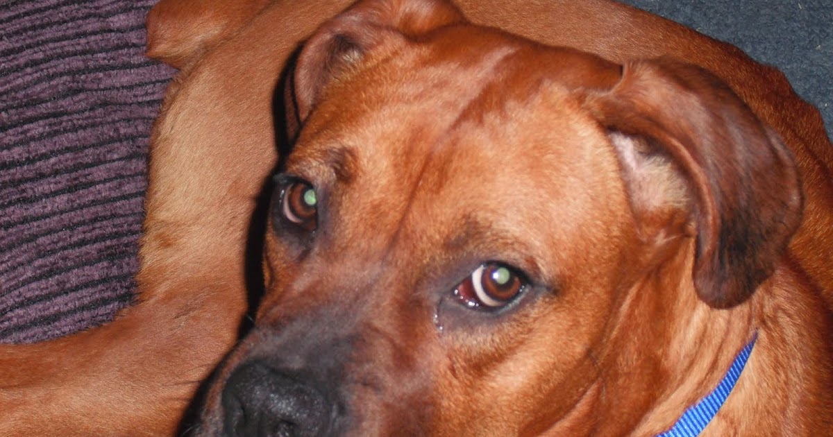 bensozia: Cancer Sniffing Dogs