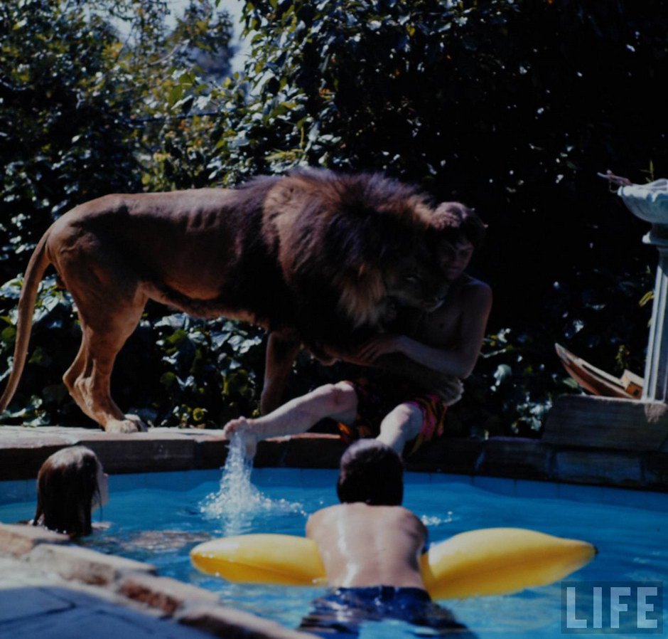 lion melanie griffith pet teenager 1971 1970s living capture incredible hanging photographs rougier michael via