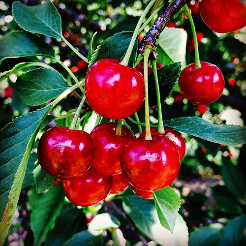 Behind the French Menu Montmorency Cherries on French Menus. Montmorency, the Village Near